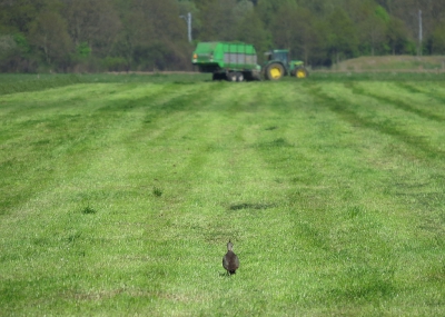 <i class='fa fa-user'></i>&nbsp;sieb&nbsp;|   Kievit&nbsp; <i class='fa fa-eye'>&nbsp;424</i> &nbsp;<i class='fa fa-thumbs-up'>&nbsp;3</i> &nbsp; <i class='fa fa-comment-o'>&nbsp;10</i>