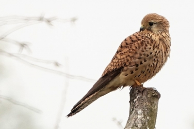 Deze torenvalk mooi vast kunnen leggen in natuurgebied De Groote Peel
