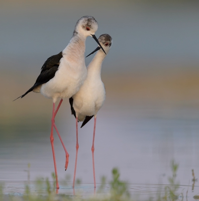 <i class='fa fa-user'></i>&nbsp;Henk Laverman&nbsp;|   Steltkluut&nbsp; <i class='fa fa-eye'>&nbsp;671</i> &nbsp;<i class='fa fa-thumbs-up'>&nbsp;24</i> &nbsp; <i class='fa fa-comment-o'>&nbsp;26</i>