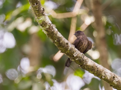 <i class='fa fa-user'></i>&nbsp;Paul van Giersbergen&nbsp;|   Rouwvliegenvanger&nbsp; <i class='fa fa-eye'>&nbsp;193</i> &nbsp; <i class='fa fa-comment-o'>&nbsp;0</i>