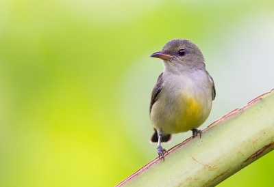 <i class='fa fa-user'></i>&nbsp;charlysax&nbsp;|   Oranjebuikhoningvogel&nbsp; <i class='fa fa-eye'>&nbsp;186</i> &nbsp;<i class='fa fa-thumbs-up'>&nbsp;2</i> &nbsp; <i class='fa fa-comment-o'>&nbsp;4</i>