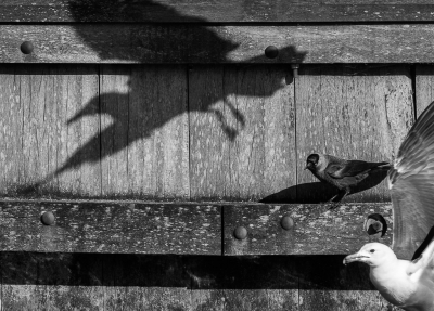 <i class='fa fa-user'></i>&nbsp;Henri Aantjes&nbsp;|   Kauw&nbsp; <i class='fa fa-eye'>&nbsp;346</i> &nbsp;<i class='fa fa-thumbs-up'>&nbsp;3</i> &nbsp; <i class='fa fa-comment-o'>&nbsp;9</i>