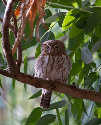 <i class='fa fa-user'></i>&nbsp;gras4711&nbsp;|   Geparelde Dwerguil&nbsp; <i class='fa fa-eye'>&nbsp;469</i> &nbsp;<i class='fa fa-thumbs-up'>&nbsp;1</i> &nbsp; <i class='fa fa-comment-o'>&nbsp;6</i>