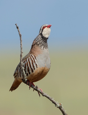 <i class='fa fa-user'></i>&nbsp;Eric van Roon&nbsp;|   Rode Patrijs&nbsp; <i class='fa fa-eye'>&nbsp;479</i> &nbsp;<i class='fa fa-thumbs-up'>&nbsp;4</i> &nbsp; <i class='fa fa-comment-o'>&nbsp;11</i>