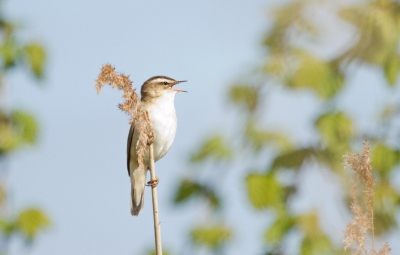 Ik ben een ochtend speciaal op pad gegaan om te proberen riet- en andere  zangvogeltjes mooi op de foto te krijgen. Ik ben zelf erg tevreden over deze foto van een Rietzanger, mede omdat het rietpluimpje rechts meehelpt diepte in de foto te geven.