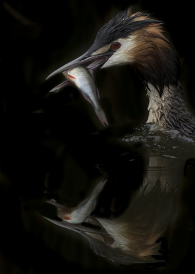 <i class='fa fa-user'></i>&nbsp;henksteen&nbsp;|   Fuut&nbsp; <i class='fa fa-eye'>&nbsp;427</i> &nbsp;<i class='fa fa-thumbs-up'>&nbsp;9</i> &nbsp; <i class='fa fa-comment-o'>&nbsp;15</i>