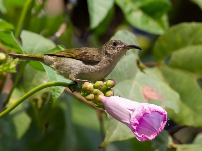 <i class='fa fa-user'></i>&nbsp;Paul van Giersbergen&nbsp;|   Olijfgroene Honingzuiger&nbsp; <i class='fa fa-eye'>&nbsp;237</i> &nbsp; <i class='fa fa-comment-o'>&nbsp;2</i>