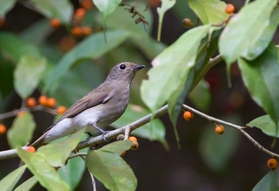<i class='fa fa-user'></i>&nbsp;charlysax&nbsp;|   Blauw-witte Vliegenvanger&nbsp; <i class='fa fa-eye'>&nbsp;167</i> &nbsp; <i class='fa fa-comment-o'>&nbsp;2</i>