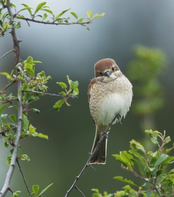 <i class='fa fa-user'></i>&nbsp;loek van de Leur&nbsp;|   Grauwe Klauwier&nbsp; <i class='fa fa-eye'>&nbsp;335</i> &nbsp; <i class='fa fa-comment-o'>&nbsp;7</i>