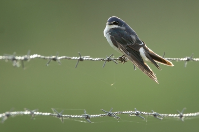 <i class='fa fa-user'></i>&nbsp;Martjan Lammertink&nbsp;|   Witstuitzwaluw&nbsp; <i class='fa fa-eye'>&nbsp;159</i> &nbsp; <i class='fa fa-comment-o'>&nbsp;1</i>