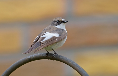 <i class='fa fa-user'></i>&nbsp;Jakob Keun&nbsp;|   Bonte Vliegenvanger&nbsp; <i class='fa fa-eye'>&nbsp;329</i> &nbsp; <i class='fa fa-comment-o'>&nbsp;5</i>