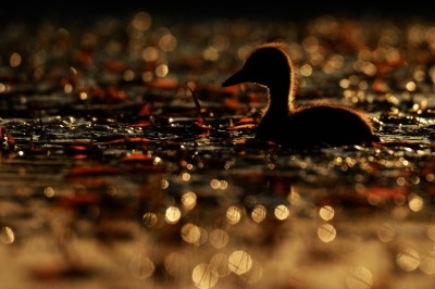 <i class='fa fa-user'></i>&nbsp;Peter Stam&nbsp;|   Wilde Eend&nbsp; <i class='fa fa-eye'>&nbsp;283</i> &nbsp;<i class='fa fa-thumbs-up'>&nbsp;7</i> &nbsp; <i class='fa fa-comment-o'>&nbsp;11</i>