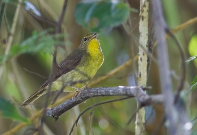 <i class='fa fa-user'></i>&nbsp;charlysax&nbsp;|   Groenrugvliegenvanger&nbsp; <i class='fa fa-eye'>&nbsp;183</i> &nbsp; <i class='fa fa-comment-o'>&nbsp;2</i>