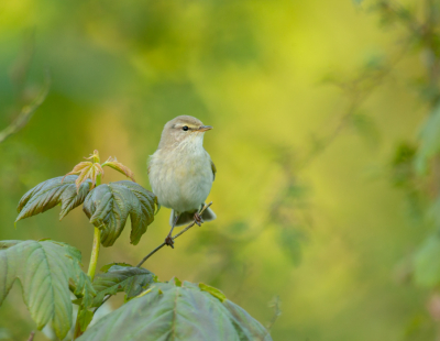 ik ben maandag avond eens een rondje fotos gaan maken in het natuurgebied scheelhoek. daar zat een fitis die niet bang was en af en toe prachtig ging poseren!