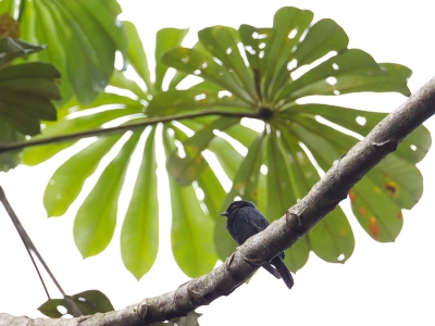 <i class='fa fa-user'></i>&nbsp;Paul van Giersbergen&nbsp;|   Gabonmees&nbsp; <i class='fa fa-eye'>&nbsp;271</i> &nbsp; <i class='fa fa-comment-o'>&nbsp;2</i>