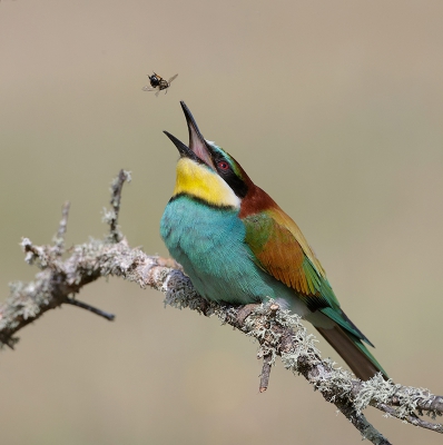 <i class='fa fa-user'></i>&nbsp;Eric van Roon&nbsp;|   Bijeneter&nbsp; <i class='fa fa-eye'>&nbsp;550</i> &nbsp;<i class='fa fa-thumbs-up'>&nbsp;12</i> &nbsp; <i class='fa fa-comment-o'>&nbsp;9</i>