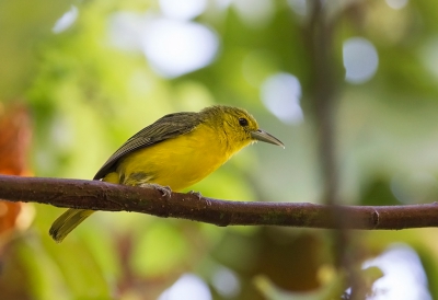 <i class='fa fa-user'></i>&nbsp;charlysax&nbsp;|   Grote Iora&nbsp; <i class='fa fa-eye'>&nbsp;174</i> &nbsp;<i class='fa fa-thumbs-up'>&nbsp;1</i> &nbsp; <i class='fa fa-comment-o'>&nbsp;2</i>