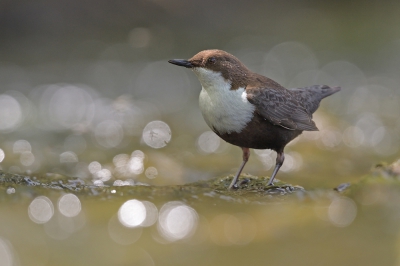 <i class='fa fa-user'></i>&nbsp;Johan G&nbsp;|   Waterspreeuw&nbsp; <i class='fa fa-eye'>&nbsp;443</i> &nbsp;<i class='fa fa-thumbs-up'>&nbsp;4</i> &nbsp; <i class='fa fa-comment-o'>&nbsp;7</i>