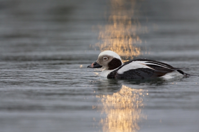 <i class='fa fa-user'></i>&nbsp;Bouke Atema&nbsp;|   IJseend&nbsp; <i class='fa fa-eye'>&nbsp;338</i> &nbsp;<i class='fa fa-thumbs-up'>&nbsp;4</i> &nbsp; <i class='fa fa-comment-o'>&nbsp;7</i>