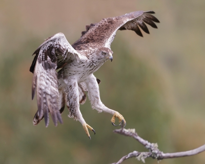 <i class='fa fa-user'></i>&nbsp;Eric van Roon&nbsp;|   Havikarend&nbsp; <i class='fa fa-eye'>&nbsp;583</i> &nbsp;<i class='fa fa-thumbs-up'>&nbsp;5</i> &nbsp; <i class='fa fa-comment-o'>&nbsp;10</i>