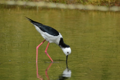 <i class='fa fa-user'></i>&nbsp;Ian Borwell&nbsp;|   Australische Steltkluut&nbsp; <i class='fa fa-eye'>&nbsp;217</i> &nbsp; <i class='fa fa-comment-o'>&nbsp;1</i>