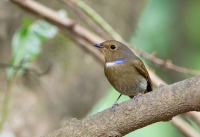 <i class='fa fa-user'></i>&nbsp;charlysax&nbsp;|   Roodbuikniltava&nbsp; <i class='fa fa-eye'>&nbsp;150</i> &nbsp; <i class='fa fa-comment-o'>&nbsp;0</i>