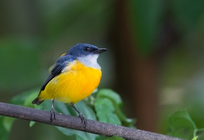 <i class='fa fa-user'></i>&nbsp;charlysax&nbsp;|   Oranjebuikhoningvogel&nbsp; <i class='fa fa-eye'>&nbsp;226</i> &nbsp;<i class='fa fa-thumbs-up'>&nbsp;2</i> &nbsp; <i class='fa fa-comment-o'>&nbsp;3</i>