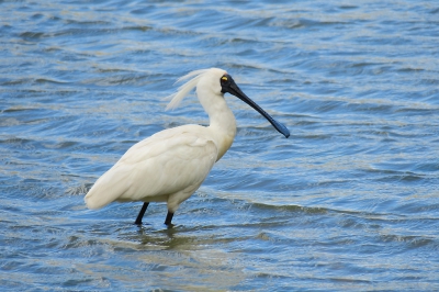 <i class='fa fa-user'></i>&nbsp;Ian Borwell&nbsp;|   Koningslepelaar&nbsp; <i class='fa fa-eye'>&nbsp;272</i> &nbsp; <i class='fa fa-comment-o'>&nbsp;3</i>