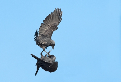 <i class='fa fa-user'></i>&nbsp;pabos&nbsp;|   Kauw&nbsp; <i class='fa fa-eye'>&nbsp;302</i> &nbsp; <i class='fa fa-comment-o'>&nbsp;3</i>