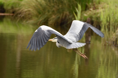 Blauwe reiger gespot bij vijver nabij mijn woonplaats.
Foto gemaakt onder bewolkte omstandigheden.
Eerste foto die ik plaats. Benieuwd wat jullie vinden.