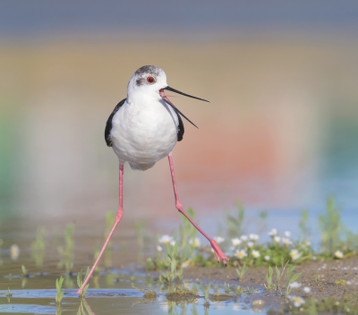 <i class='fa fa-user'></i>&nbsp;Henk Laverman&nbsp;|   Steltkluut&nbsp; <i class='fa fa-eye'>&nbsp;516</i> &nbsp;<i class='fa fa-thumbs-up'>&nbsp;12</i> &nbsp; <i class='fa fa-comment-o'>&nbsp;8</i>