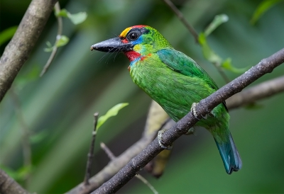 <i class='fa fa-user'></i>&nbsp;charlysax&nbsp;|   Harlekijnbaardvogel&nbsp; <i class='fa fa-eye'>&nbsp;186</i> &nbsp;<i class='fa fa-thumbs-up'>&nbsp;3</i> &nbsp; <i class='fa fa-comment-o'>&nbsp;5</i>