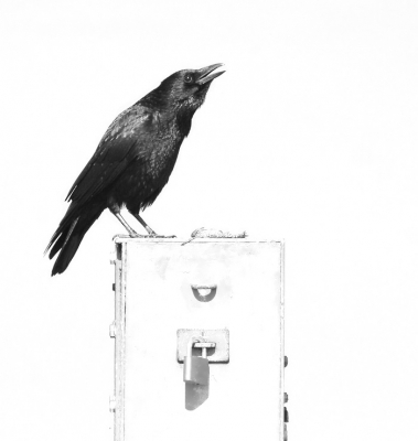 <i class='fa fa-user'></i>&nbsp;kruisje2000&nbsp;|   Zwarte Kraai&nbsp; <i class='fa fa-eye'>&nbsp;424</i> &nbsp;<i class='fa fa-thumbs-up'>&nbsp;6</i> &nbsp; <i class='fa fa-comment-o'>&nbsp;11</i>