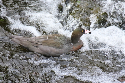 <i class='fa fa-user'></i>&nbsp;Ian Borwell&nbsp;|   Blauwe Eend&nbsp; <i class='fa fa-eye'>&nbsp;286</i> &nbsp; <i class='fa fa-comment-o'>&nbsp;1</i>