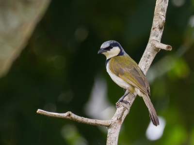 <i class='fa fa-user'></i>&nbsp;Paul van Giersbergen&nbsp;|   Zwartkraagbuulbuul&nbsp; <i class='fa fa-eye'>&nbsp;219</i> &nbsp; <i class='fa fa-comment-o'>&nbsp;1</i>