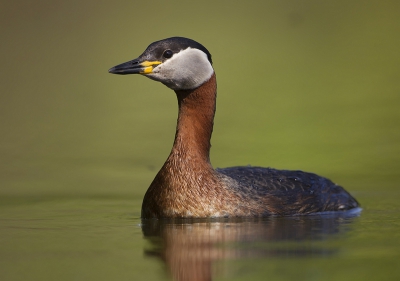 <i class='fa fa-user'></i>&nbsp;dennisstronks&nbsp;|   Roodhalsfuut&nbsp; <i class='fa fa-eye'>&nbsp;568</i> &nbsp;<i class='fa fa-thumbs-up'>&nbsp;11</i> &nbsp; <i class='fa fa-comment-o'>&nbsp;19</i>