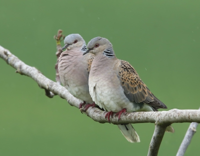 <i class='fa fa-user'></i>&nbsp;loek van de Leur&nbsp;|   Zomertortel&nbsp; <i class='fa fa-eye'>&nbsp;345</i> &nbsp; <i class='fa fa-comment-o'>&nbsp;9</i>