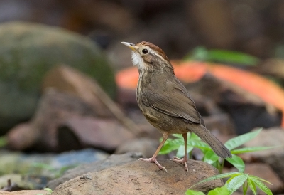 <i class='fa fa-user'></i>&nbsp;charlysax&nbsp;|   Gevlekte Jungletimalia&nbsp; <i class='fa fa-eye'>&nbsp;190</i> &nbsp;<i class='fa fa-thumbs-up'>&nbsp;1</i> &nbsp; <i class='fa fa-comment-o'>&nbsp;4</i>