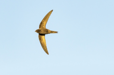 Eerste pogingen om met de nieuwe versie van de Tamron 150-600mm vogels in vlucht te fotograferen. Met een langzaam ondergaande zon lukte toch het om een redelijk scherpe foto van deze Gierzwaluw te maken.  Een ware sport om ze in je zoeker te krijgen n te houden.