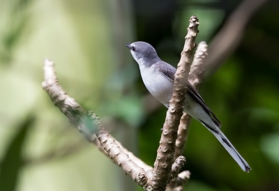 <i class='fa fa-user'></i>&nbsp;charlysax&nbsp;|   Swinhoes Menievogel&nbsp; <i class='fa fa-eye'>&nbsp;153</i> &nbsp; <i class='fa fa-comment-o'>&nbsp;1</i>