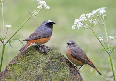 <i class='fa fa-user'></i>&nbsp;Gejo Wassink&nbsp;|   Gekraagde Roodstaart&nbsp; <i class='fa fa-eye'>&nbsp;756</i> &nbsp;<i class='fa fa-thumbs-up'>&nbsp;20</i> &nbsp; <i class='fa fa-comment-o'>&nbsp;19</i>