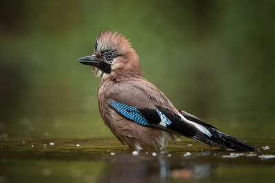 Deze gaai had zich net lekker gewassen....

Gemaakt vanuit een vast hut.