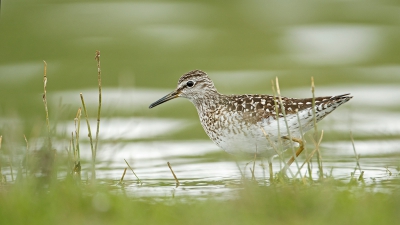 <i class='fa fa-user'></i>&nbsp;anevanrees&nbsp;|   Bosruiter&nbsp; <i class='fa fa-eye'>&nbsp;325</i> &nbsp;<i class='fa fa-thumbs-up'>&nbsp;2</i> &nbsp; <i class='fa fa-comment-o'>&nbsp;7</i>