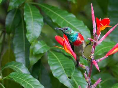 <i class='fa fa-user'></i>&nbsp;Paul van Giersbergen&nbsp;|   Olijfbuikhoningzuiger&nbsp; <i class='fa fa-eye'>&nbsp;281</i> &nbsp; <i class='fa fa-comment-o'>&nbsp;1</i>
