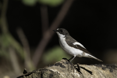 Deze Bonte Vliegenvanger, samen mer een Merel,  verwelkomde mij s'morgens bij aankomst bij de vogelhut. De hele dag door was zijn gezang te horen, maar slecht 20 seconden voor de hut geweest voor een paar foto's.