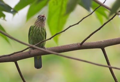 <i class='fa fa-user'></i>&nbsp;charlysax&nbsp;|   Groenoorbaardvogel&nbsp; <i class='fa fa-eye'>&nbsp;157</i> &nbsp; <i class='fa fa-comment-o'>&nbsp;1</i>