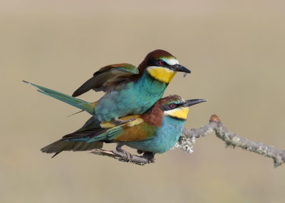 <i class='fa fa-user'></i>&nbsp;Henk Laverman&nbsp;|   Bijeneter&nbsp; <i class='fa fa-eye'>&nbsp;453</i> &nbsp;<i class='fa fa-thumbs-up'>&nbsp;8</i> &nbsp; <i class='fa fa-comment-o'>&nbsp;6</i>