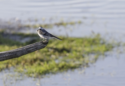 Opnieuw aangeboden. Witte Kwikstaart rustig op de stok voor de IJsvogel