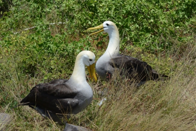 Je krijgt maar twee uur op Espanola om alles te bekijken. Naar de balts van de albatrossen had ik wel een hele dag kunnen kijken. Maar met dat kwartiertje was ik ook niet ontevreden.