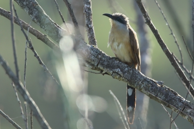 <i class='fa fa-user'></i>&nbsp;Martjan Lammertink&nbsp;|   Kleine Mangrovekoekoek&nbsp; <i class='fa fa-eye'>&nbsp;229</i> &nbsp; <i class='fa fa-comment-o'>&nbsp;3</i>